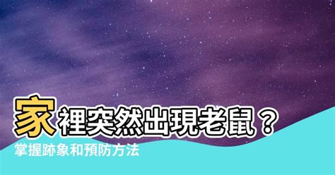 家裡突然出現老鼠|家裡有老鼠不用怕!3步驟讓老鼠遠離你家